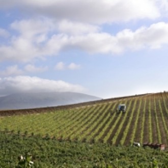 A diversidade das regiões de vinho