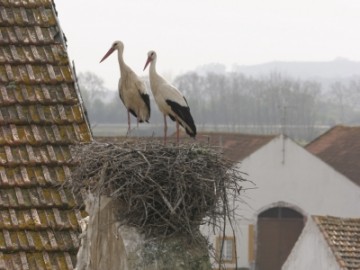 IMG_5956 storks